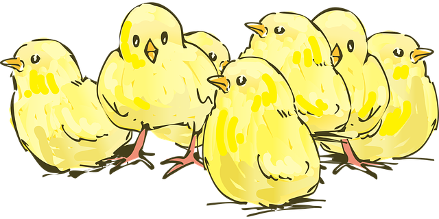 chicks-2141568_640